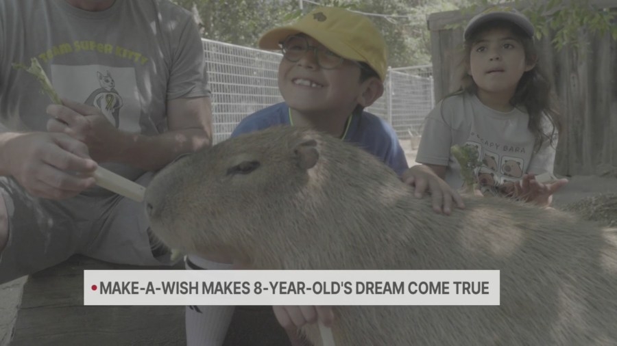 On World Wish Day, 8-year-old cancer patient meets his spirit animal, the capybara