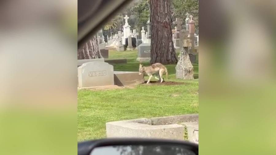 Video: Coyote seen digging up grave at Bay Area cemetery