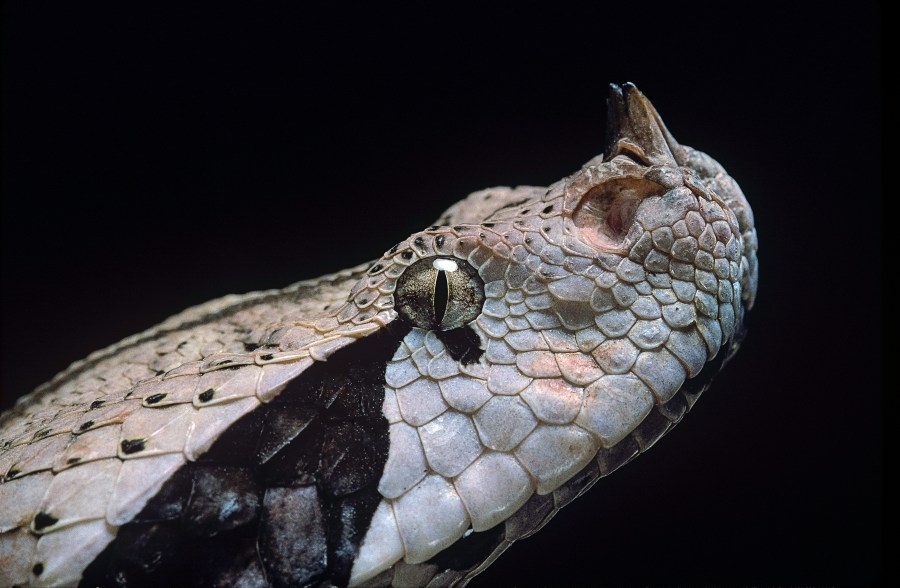 5 Bay Area residents charged in illegal wildlife trafficking sting