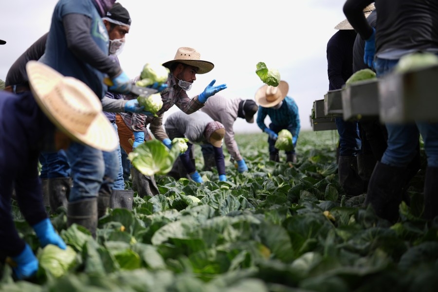 ‘Not just workers': California Farm Bureau defends agricultural employees amongst ICE raids