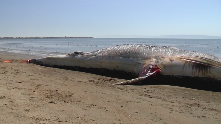 Why are so many dead whales washing up in the Bay?