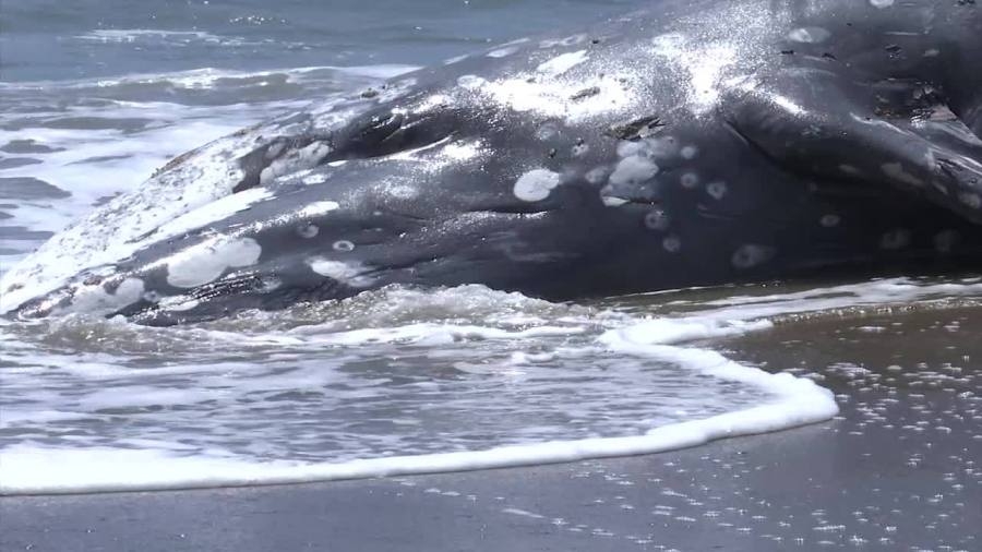 Bay Area sees 18th gray whale death of 2025