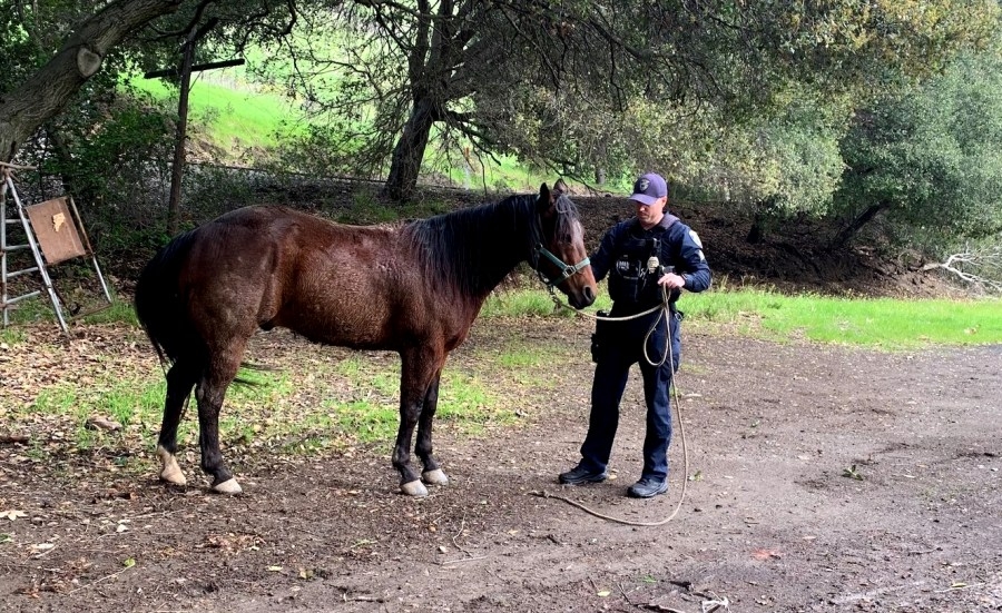 Dancing horse rescued on Niles Canyon Road