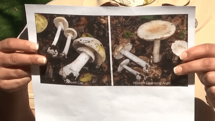 Toxic mushrooms popping up in East Bay Parks: ‘You do not want to eat it'
