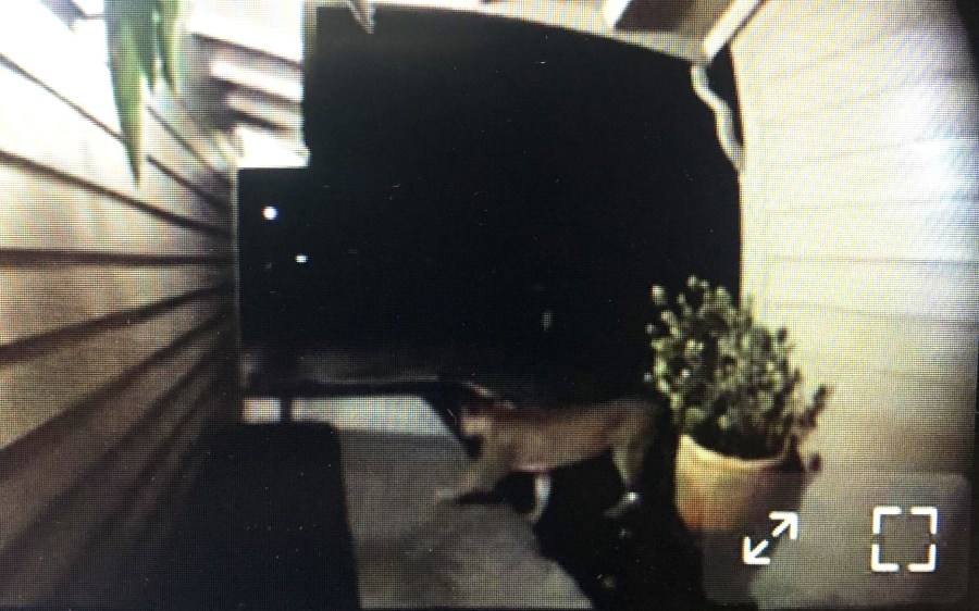 Mountain lion sighting in Solano County