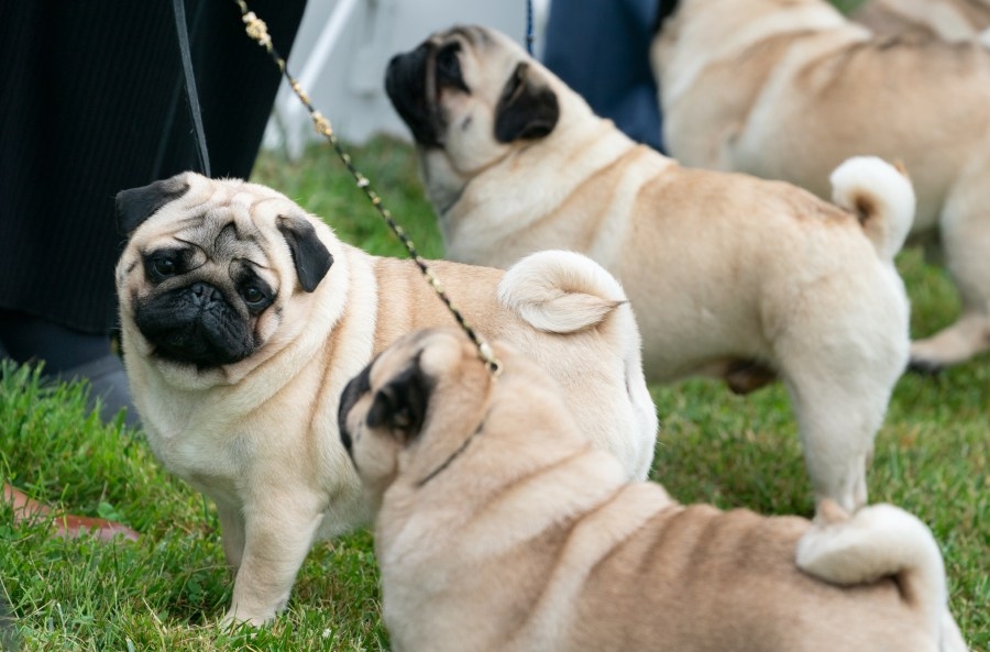 Richmond pug seized from owner after social media firestorm