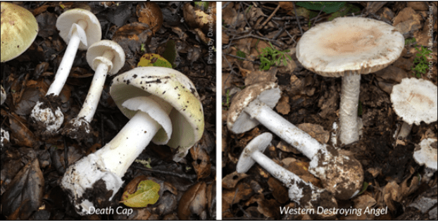 Toxic mushrooms including ‘Death Cap' possible at East Bay parks