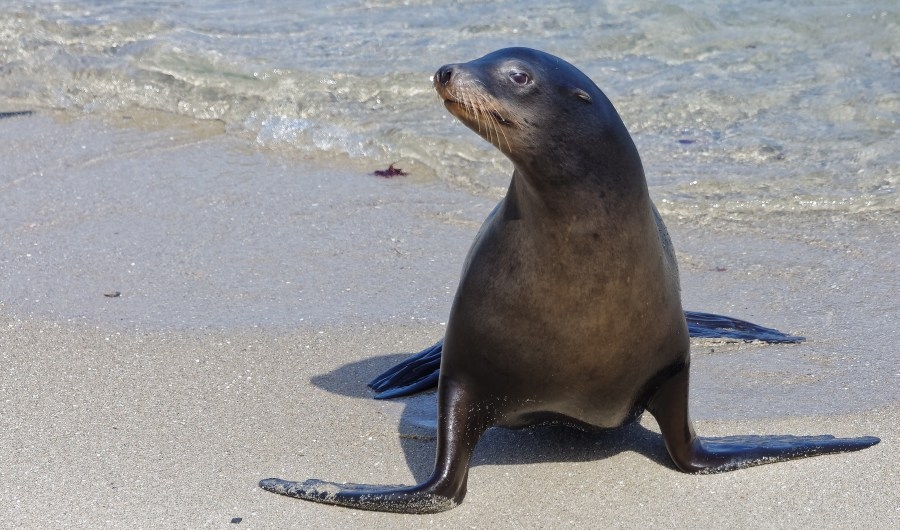 $20K reward offered after man seen decapitating sea lion in Bodega Bay