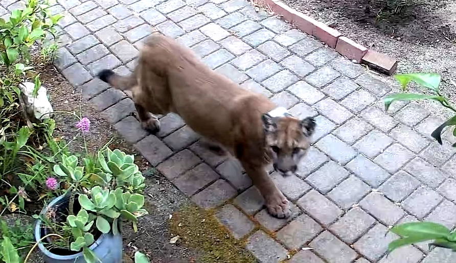 Several mountain lion sightings reported in Santa Cruz County neighborhoods