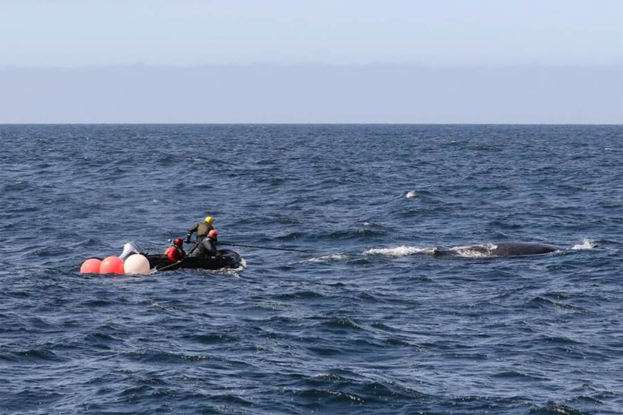 Whale entangled in crab trap lines off Monterey coast freed after 6 months