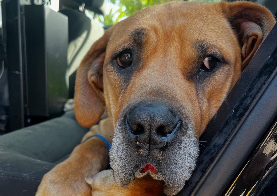 CHP rescues overheated dog from Oakland freeway