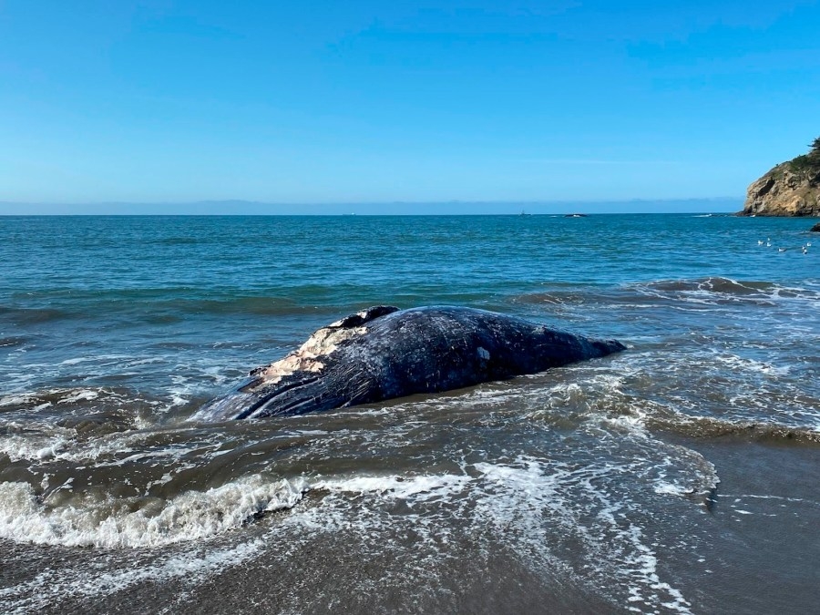 Ninth whale dies in Bay Area this year as sightings spike