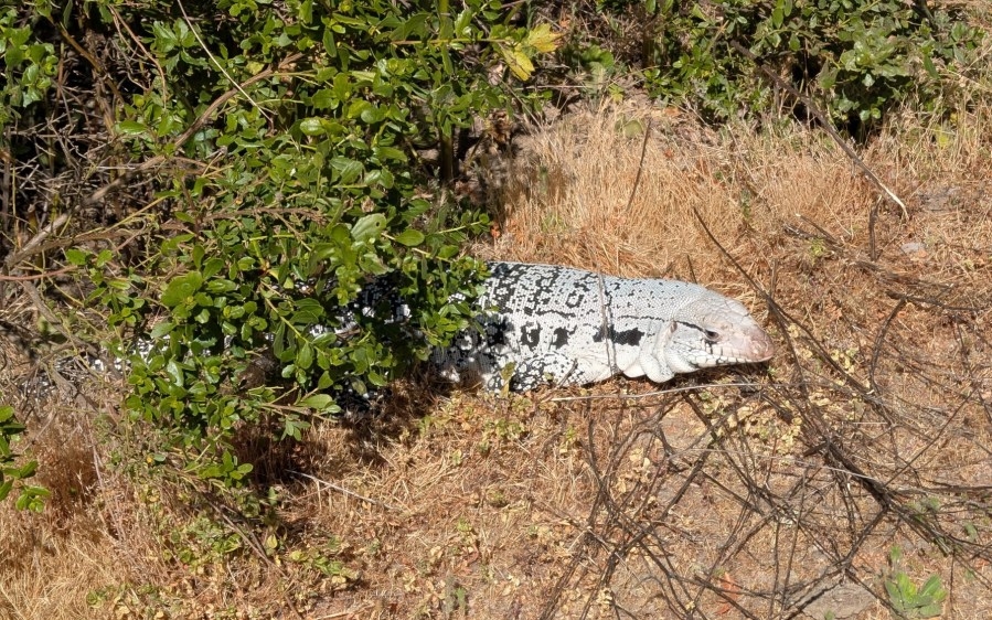 Giant lizard seen wandering Santa Clara County park