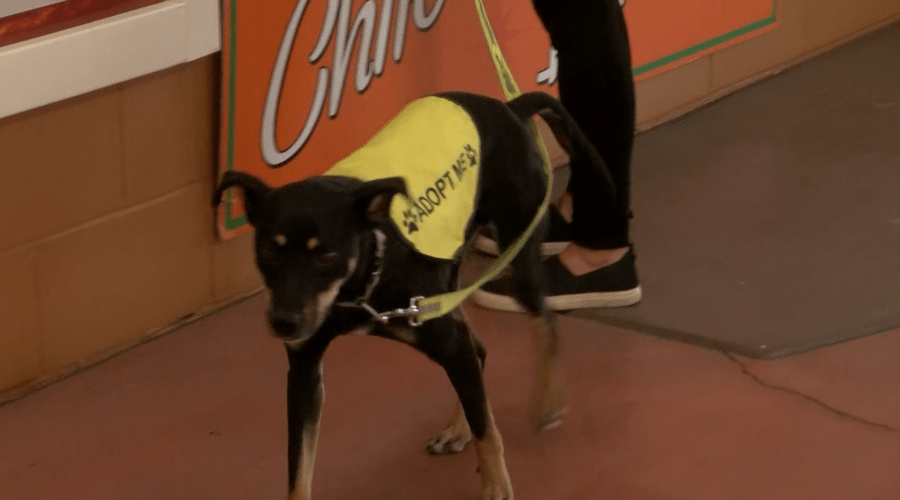 Furs & Flowers adoption event held at Expo New Mexico