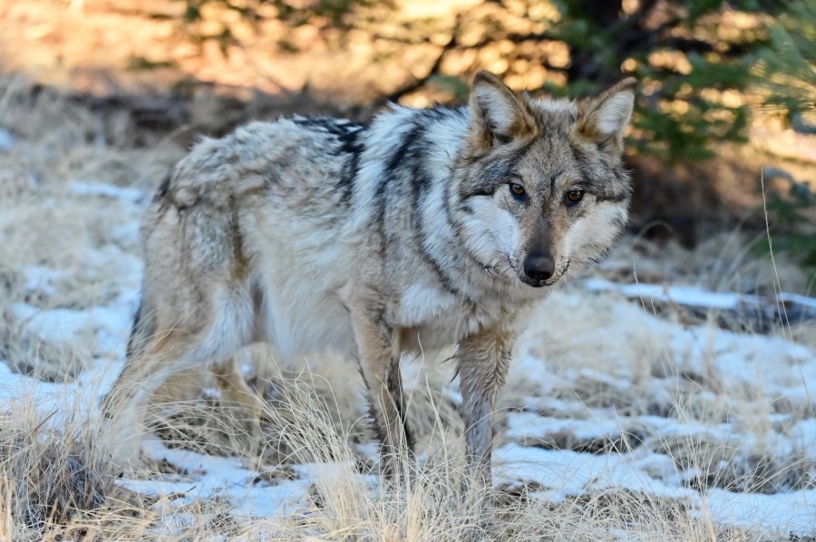 Endangered Mexican wolf tracked roaming north of I-40, what to do if you see it
