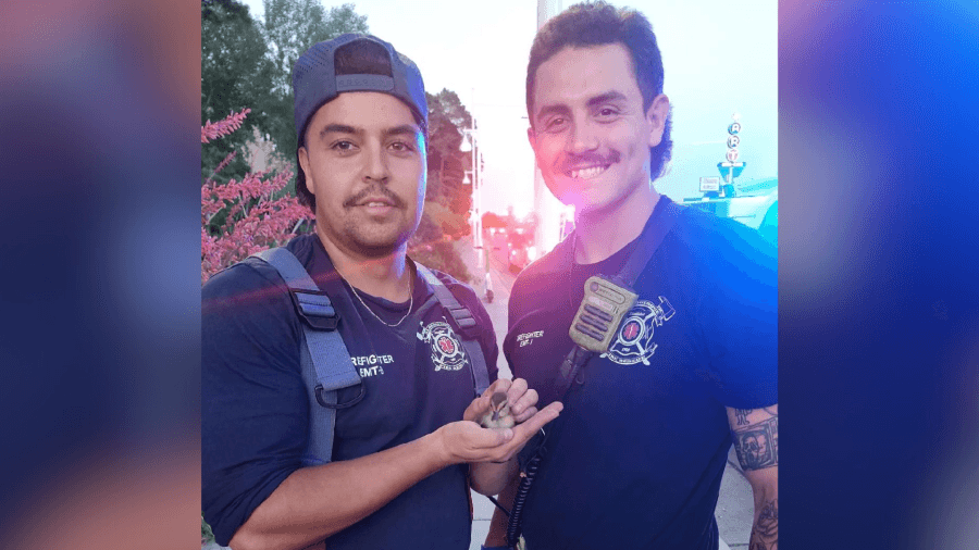 Albuquerque Fire Rescue reunites trapped ducklings with their mother