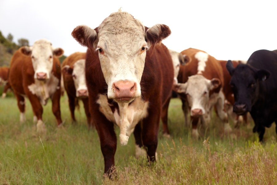 New program aims to encourage young voices for the cattle industry in New Mexico