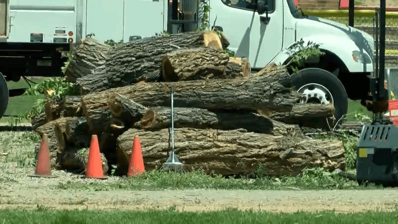 A dozen trees at Fort Marcy Park cut down ahead of 101st Zozobra burning