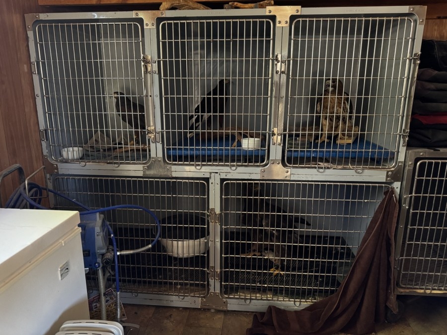 House sitter becomes unexpected hero, saving four protected raptors during Trout Fire
