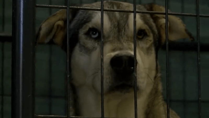 Bernalillo County housing some dogs at EXPO NM amid repairs and mold clean up at main shelter