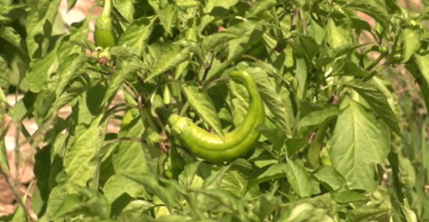 New Mexico Chile Association: Crop looks good but there were challenges