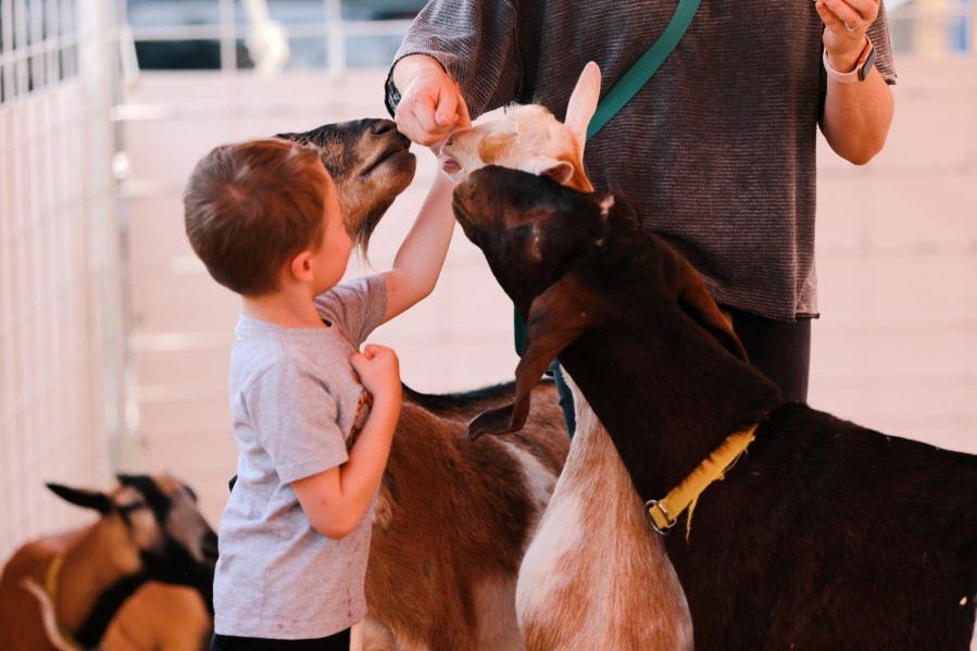 New Mexico's fair season is coming. Check out events happening across the state