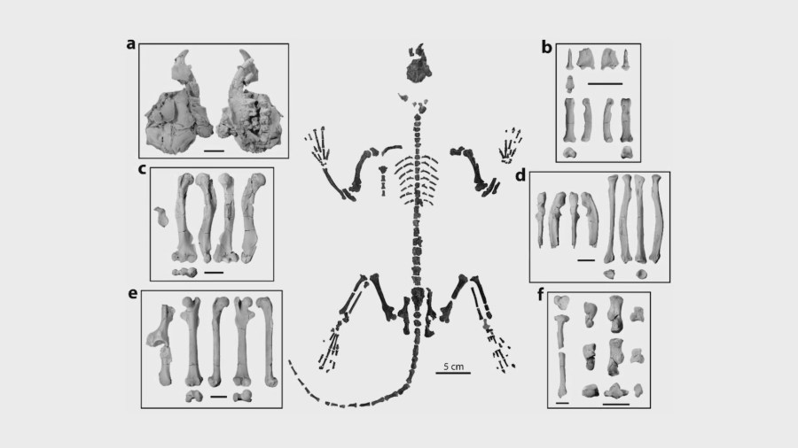 Scientists study ancient mammal remains found in New Mexico