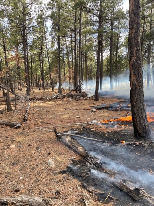 Ox Fire burns in the Cibola National Forest