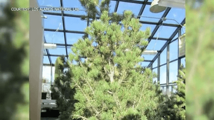 LANL publish drought findings for piñon pine, juniper plants