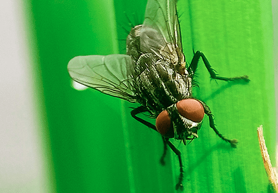 Officials look to stop spread of screwworm fly