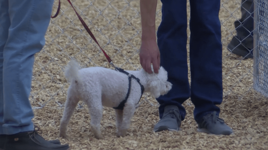 ‘Extra set of eyes and ears': APD launches new Dog Walker Watch Program