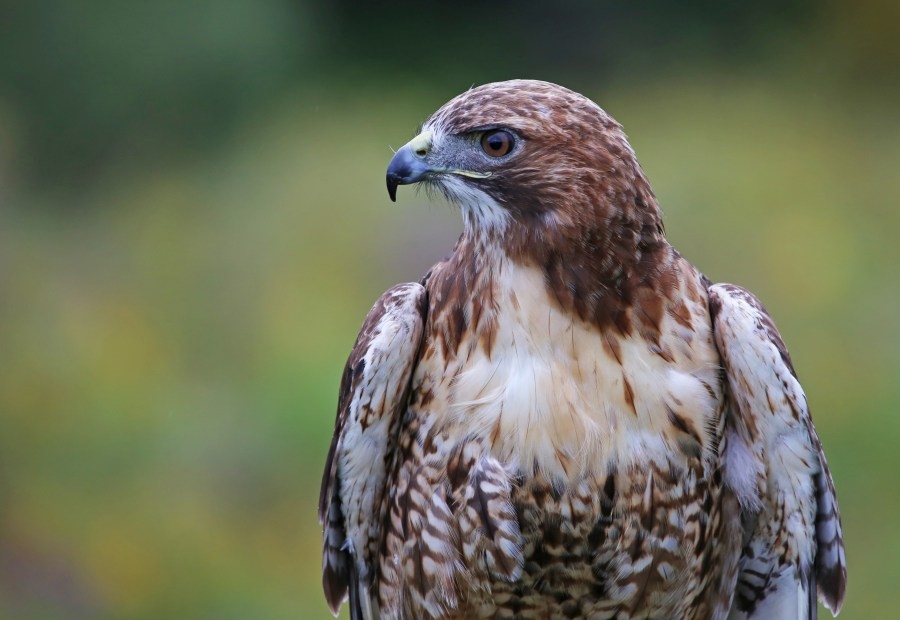 Gila Wildlife Rescue rehabilitates between 150 to 300 animals each year