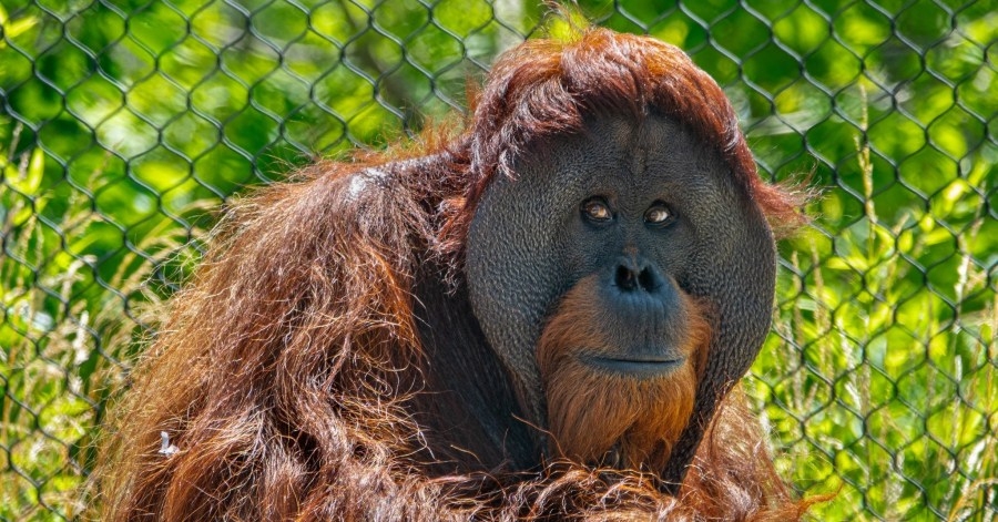 ABQ BioPark welcomes Sumatran orangutan