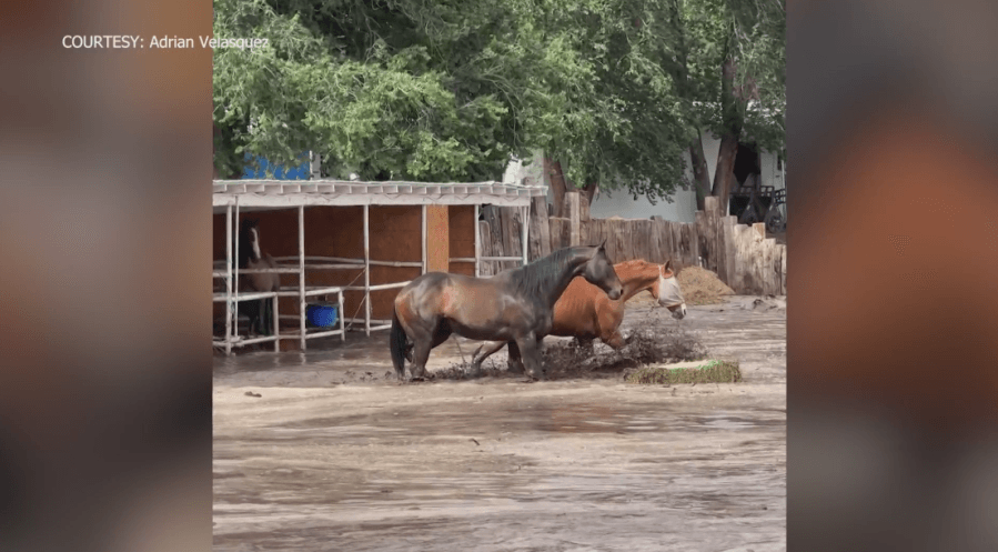 Ruidoso Downs handler recounts saving horses' lives during historic flooding