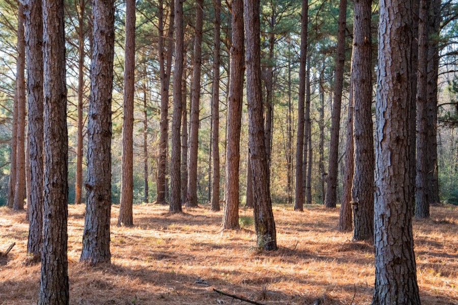 Tree deaths in New Mexico doubled from 2023 to 2024, report says