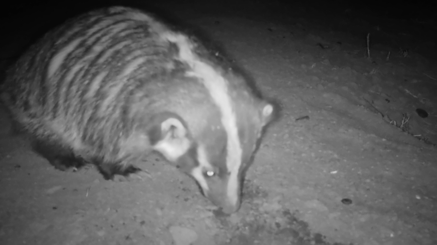How a wildlife researcher is estimating Albuquerque's badger population