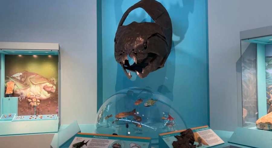 ‘A 300-million-year journey': Ancient Life exhibit opening at NM Museum of Natural History & Science