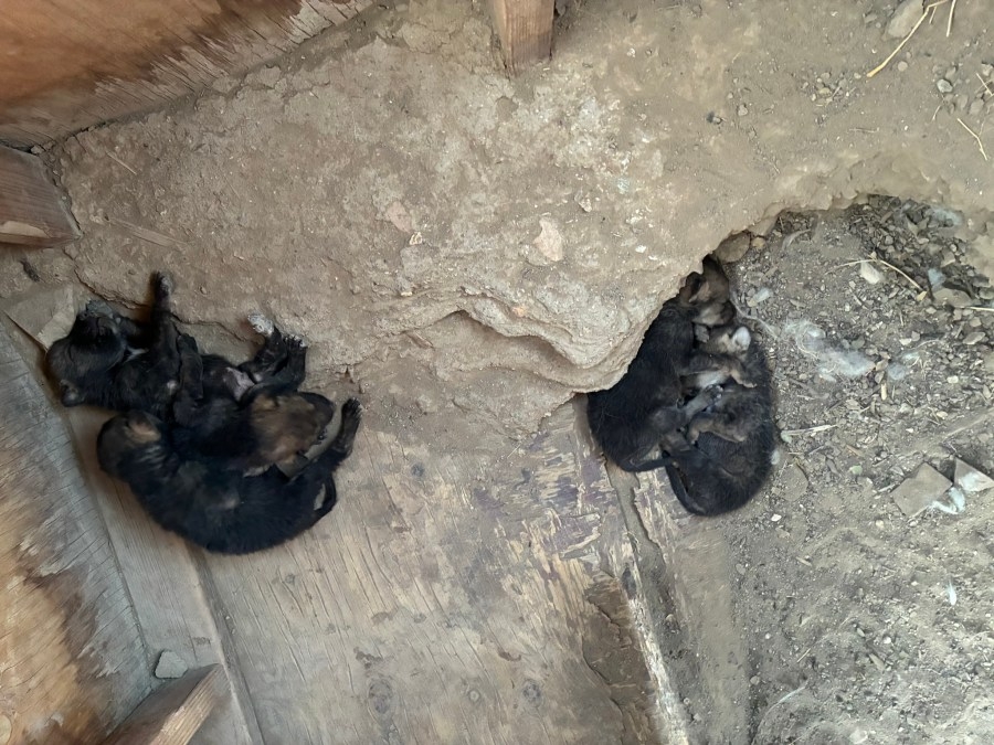 Mexican gray wolf Asha gives birth to litter of pups