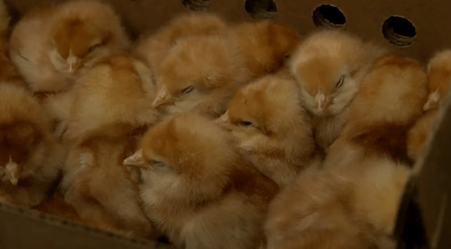 New Mexicans scramble for solutions to combat rising egg prices