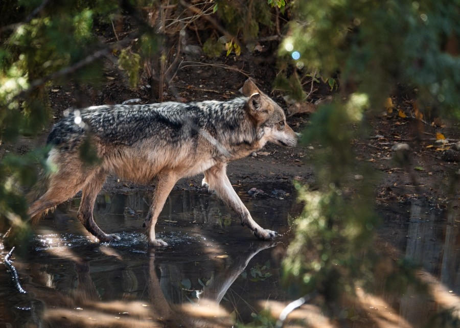 ABQ BioPark works to restore Mexican gray wolf population with new facility