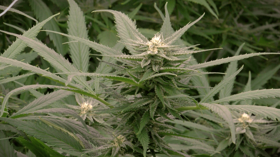 Marijuana Masquerade: Disguised cannabis illegally peddled at New Mexico convenience stores