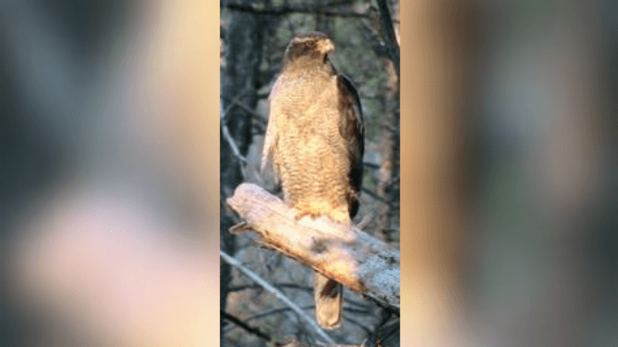 Cibola National Forest warns visitors about territorial birds