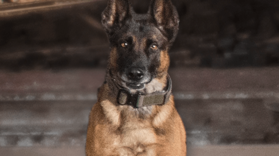 APD: K-9 killed by ‘friendly' fire during SWAT standoff