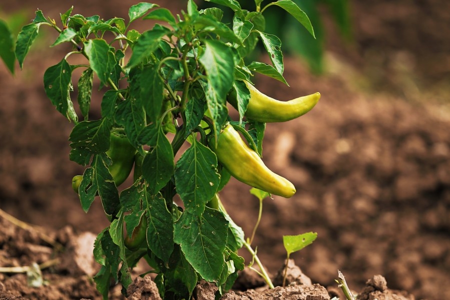 New Mexico legislators look to dedicate entire month to green and red chile