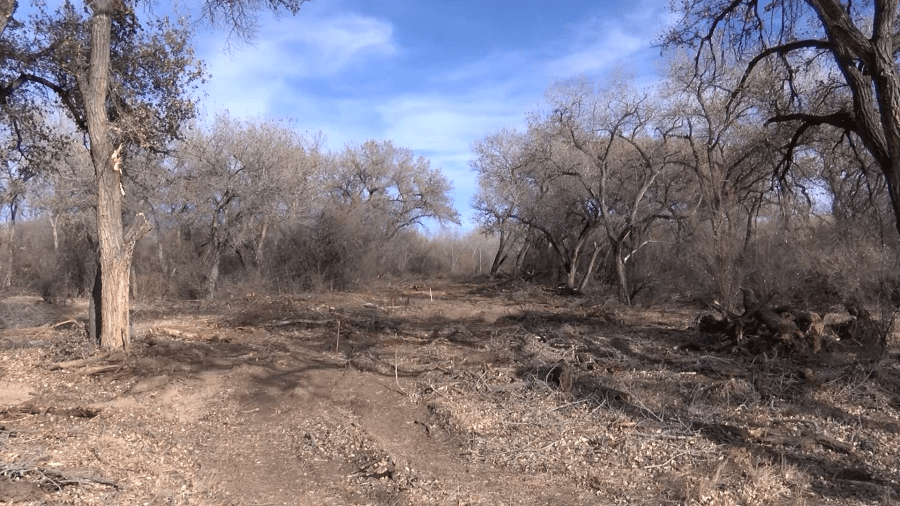 ‘Nobody wants to see the bosque destroyed': Neighbors voice concerns over Los Lunas project