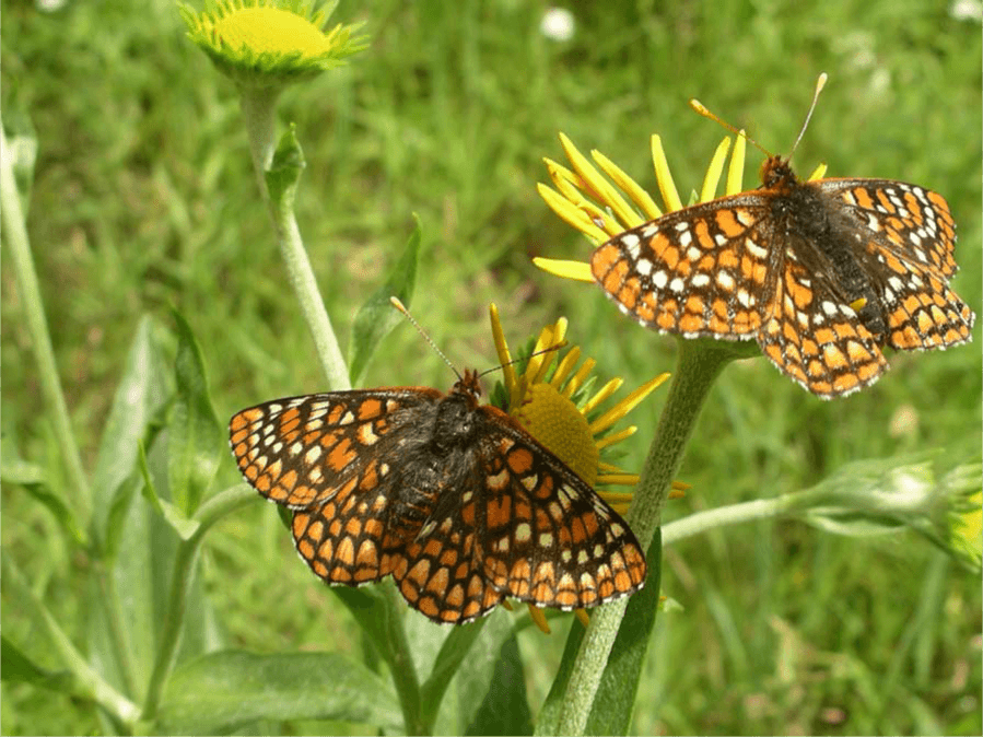 New Mexico entomologists excited over ‘wildlife' designation for insects