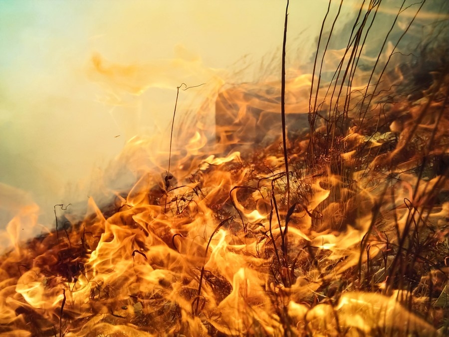 ‘Buck Fire' burns 550 acres in western New Mexico