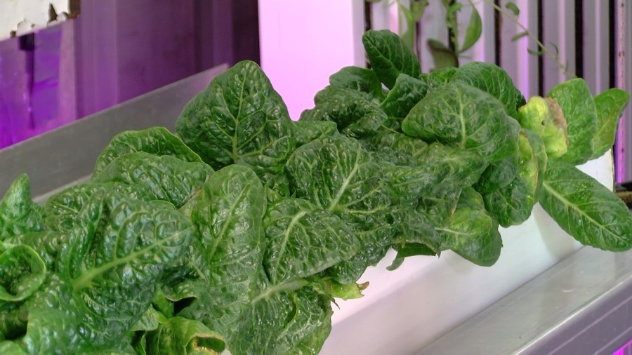 Parsons High School horticulture class raising funds for greenhouse project