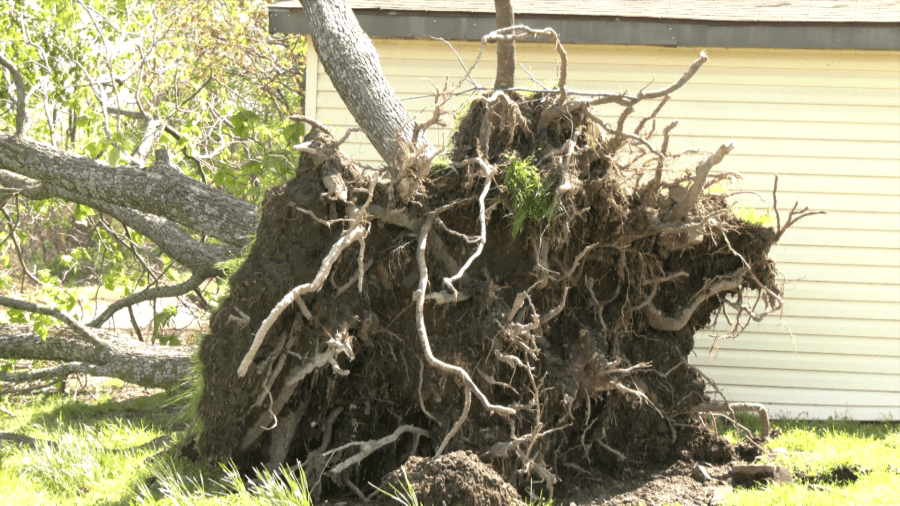 Arborists assess tree damage after weekend storms