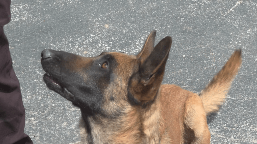 Duenweg police debut patrol SUVs, boosted by K9 Zeke's fame